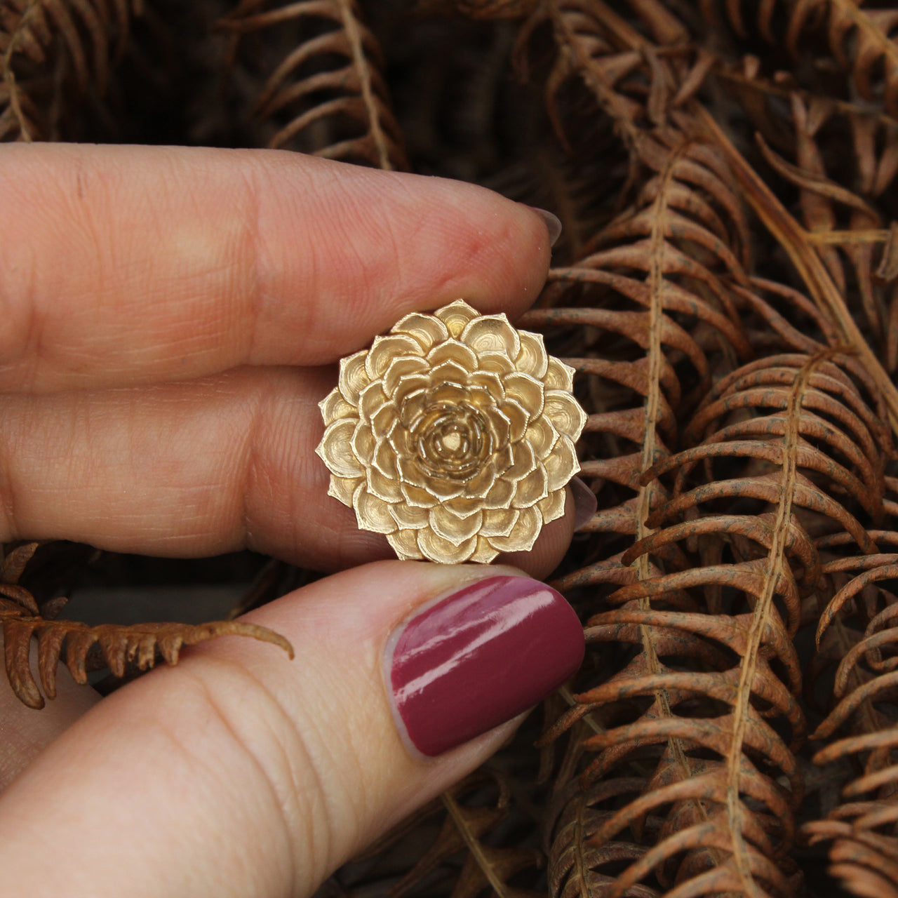 Aeonium - large gold version