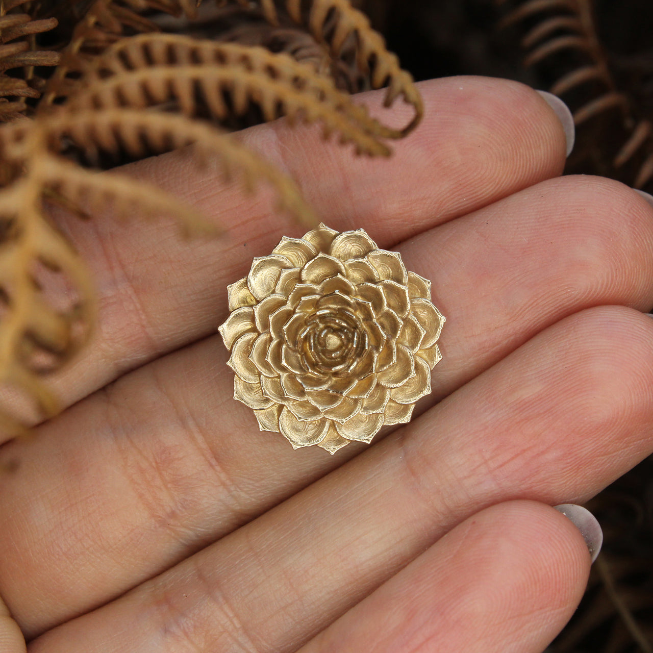 Aeonium - large gold version