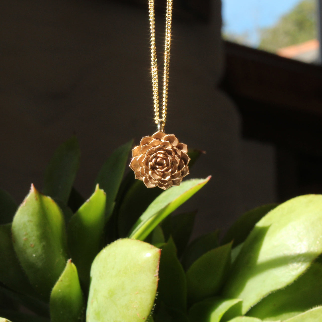 Aeonium - small gold version