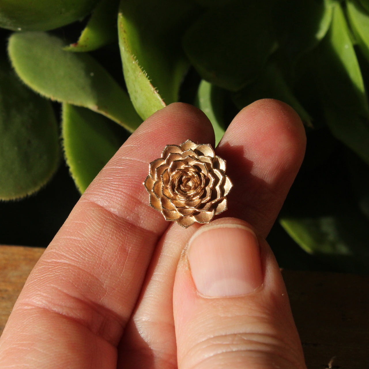 Aeonium - small gold version