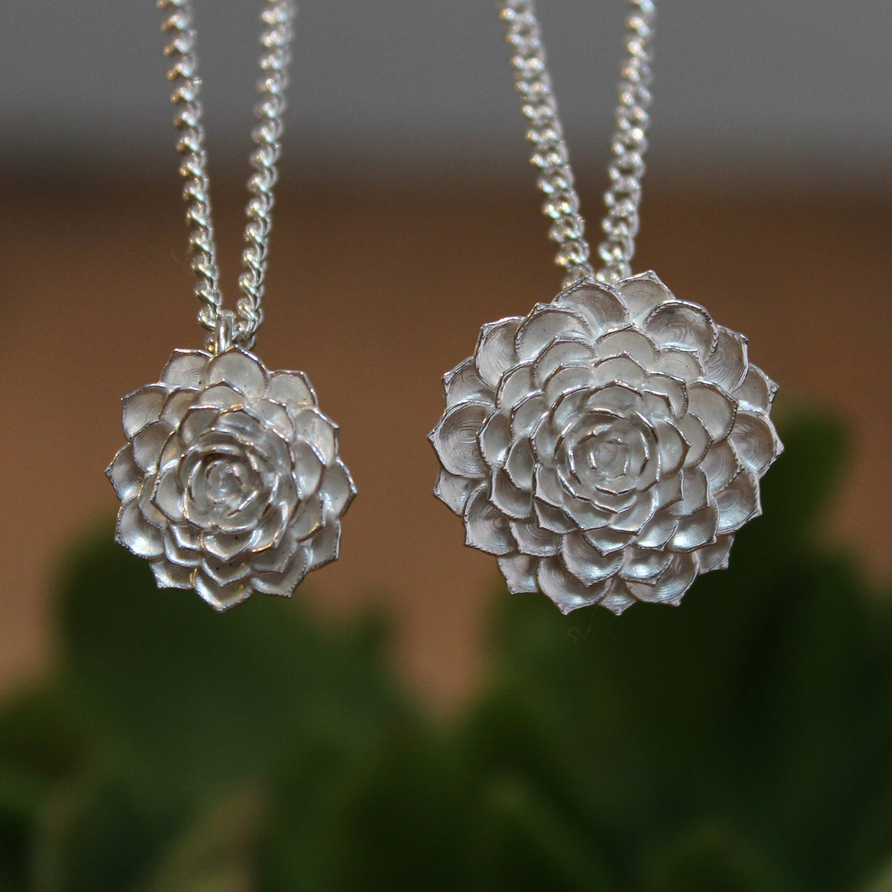 Aeonium - small silver version