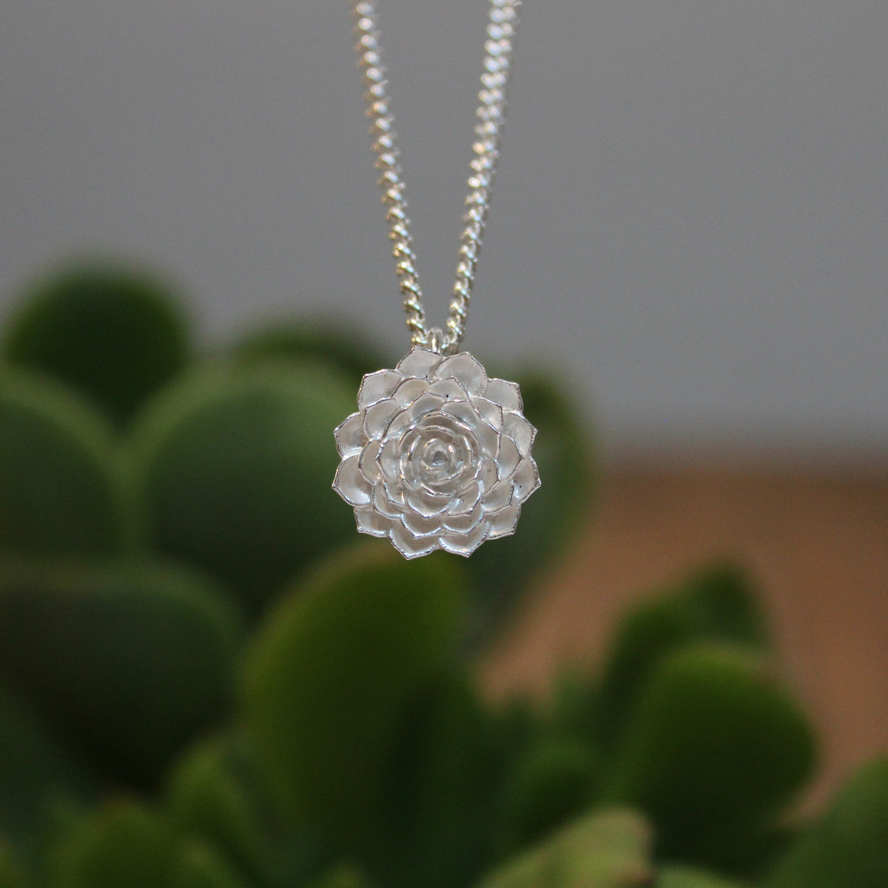 Aeonium - small silver version