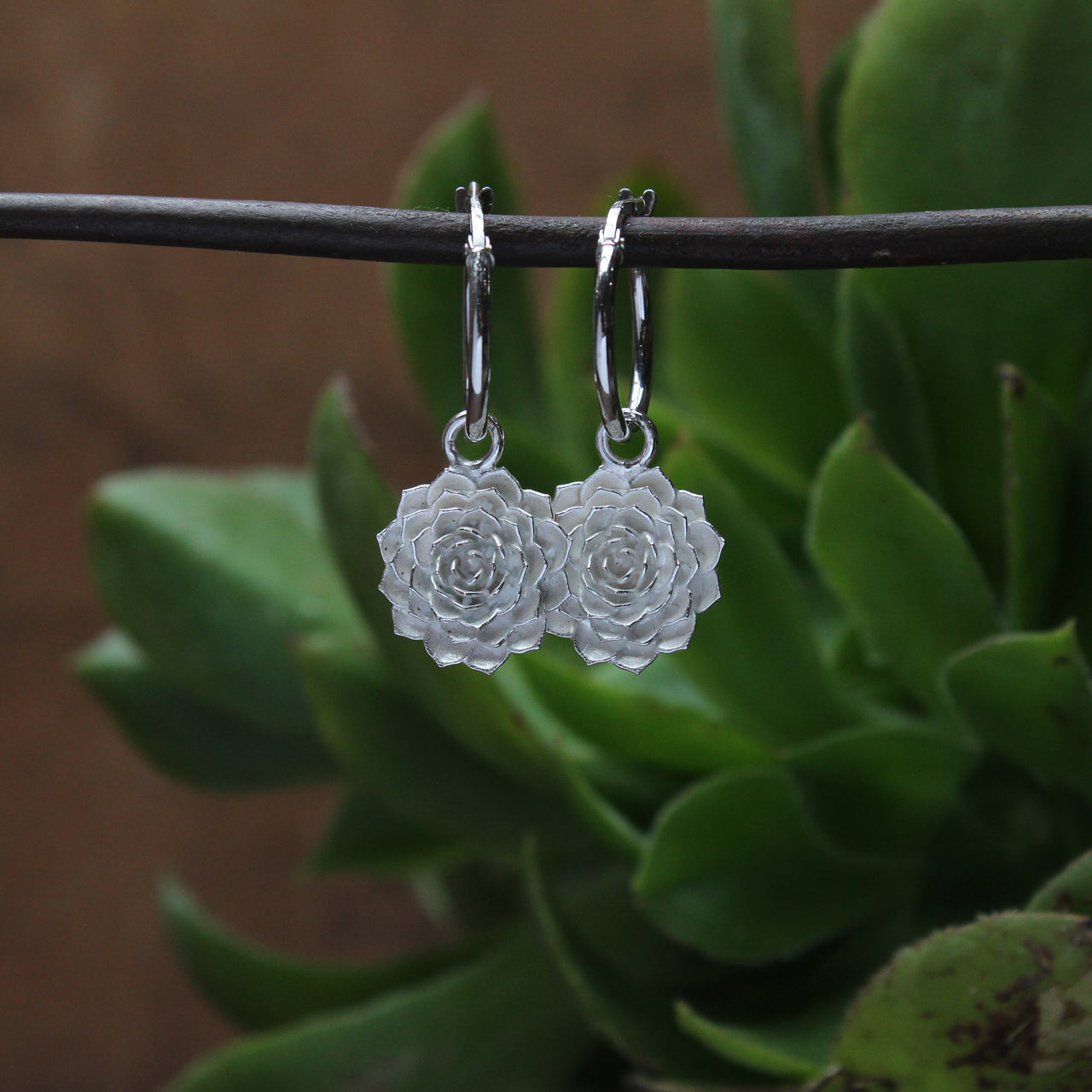 Small aeonium hoops