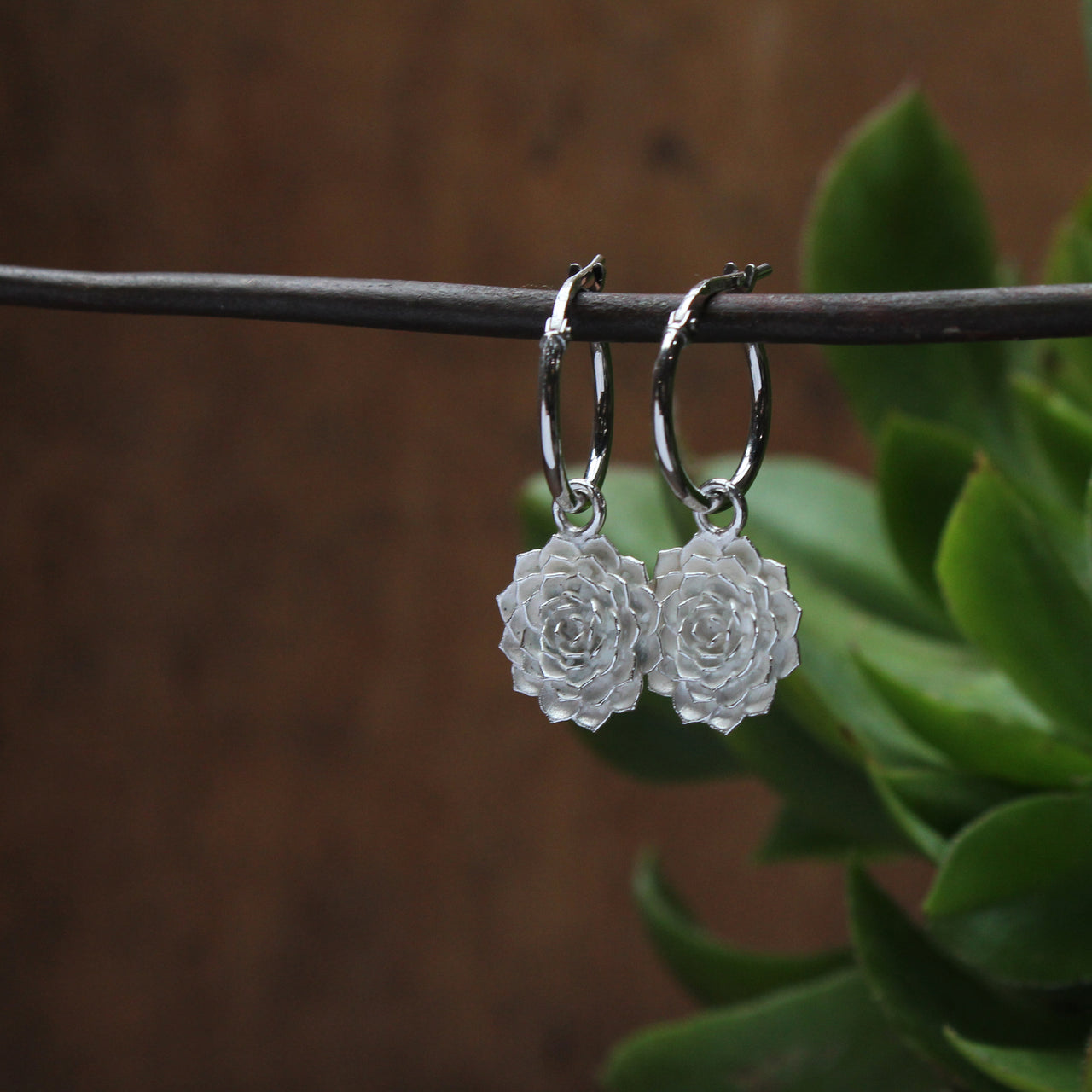 Small aeonium hoops