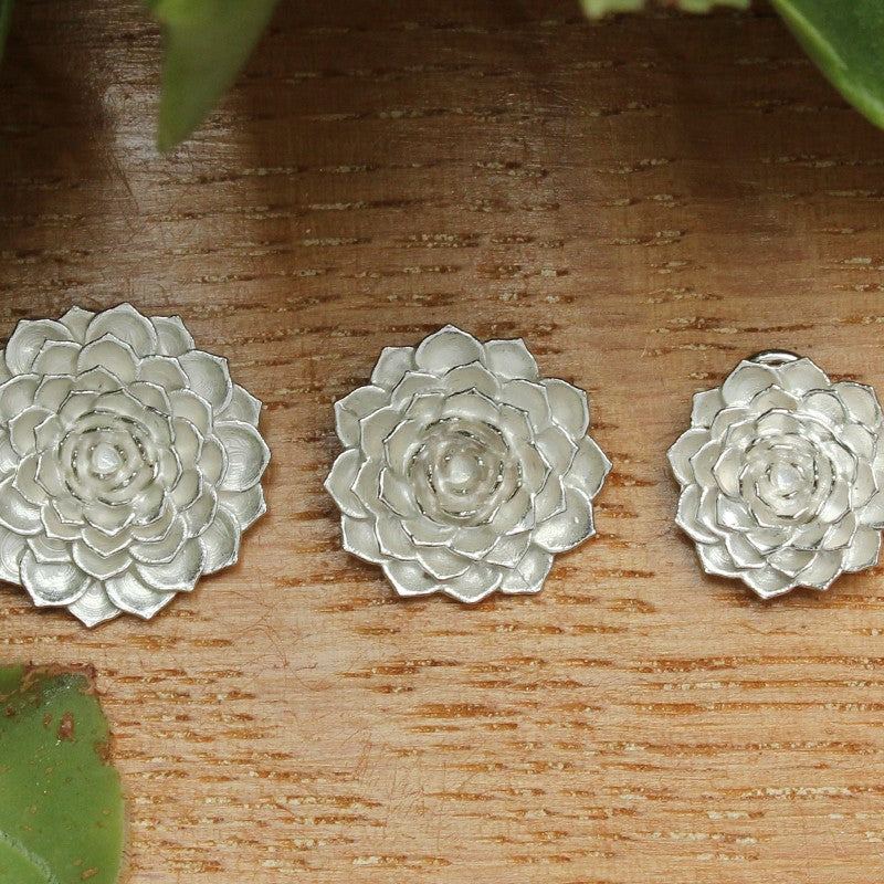 Aeonium - medium silver version