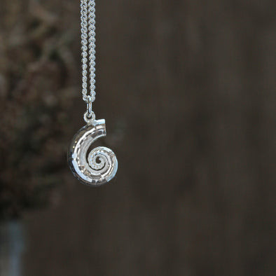 Spirula shell